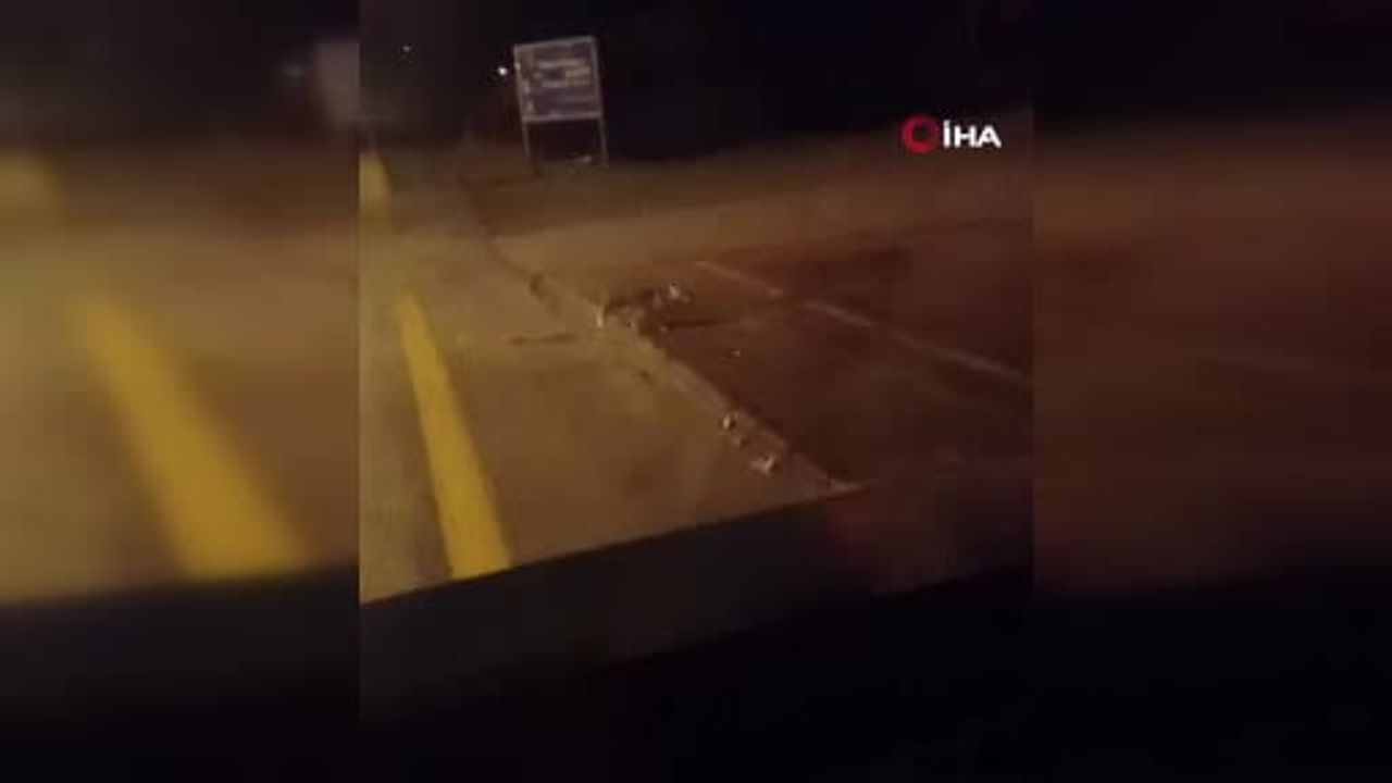 Elmadağ'da aç kalan tilkiler şehir merkezine indi