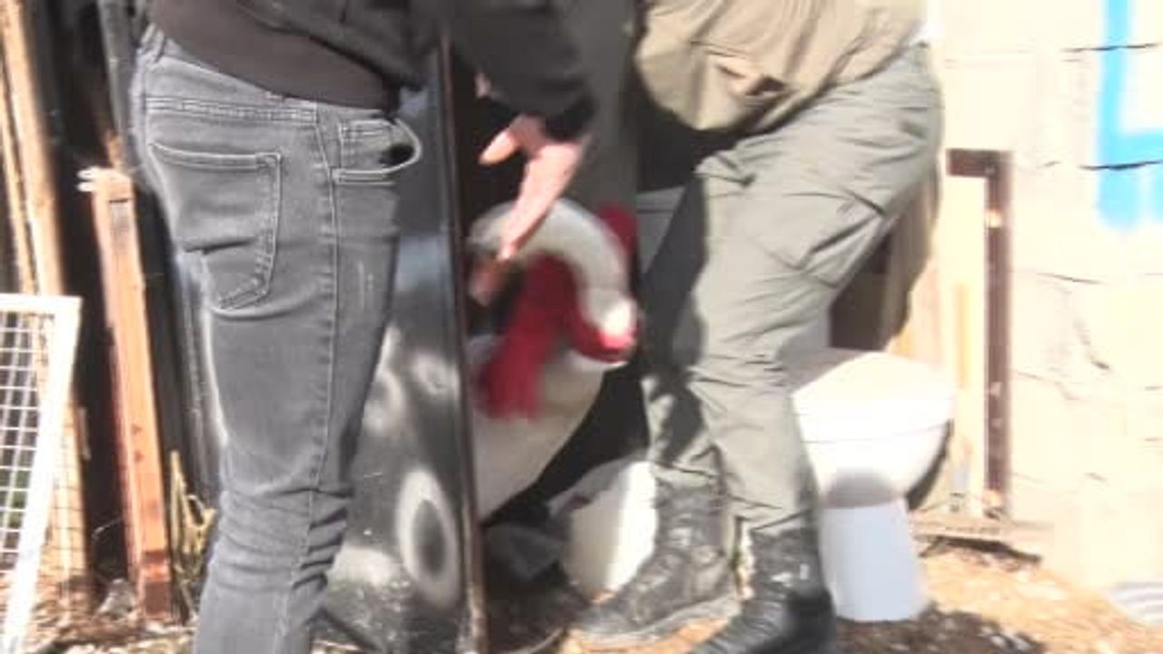 Elmadağ'da bahçeye düşen kuğu bir gün misafir edildi