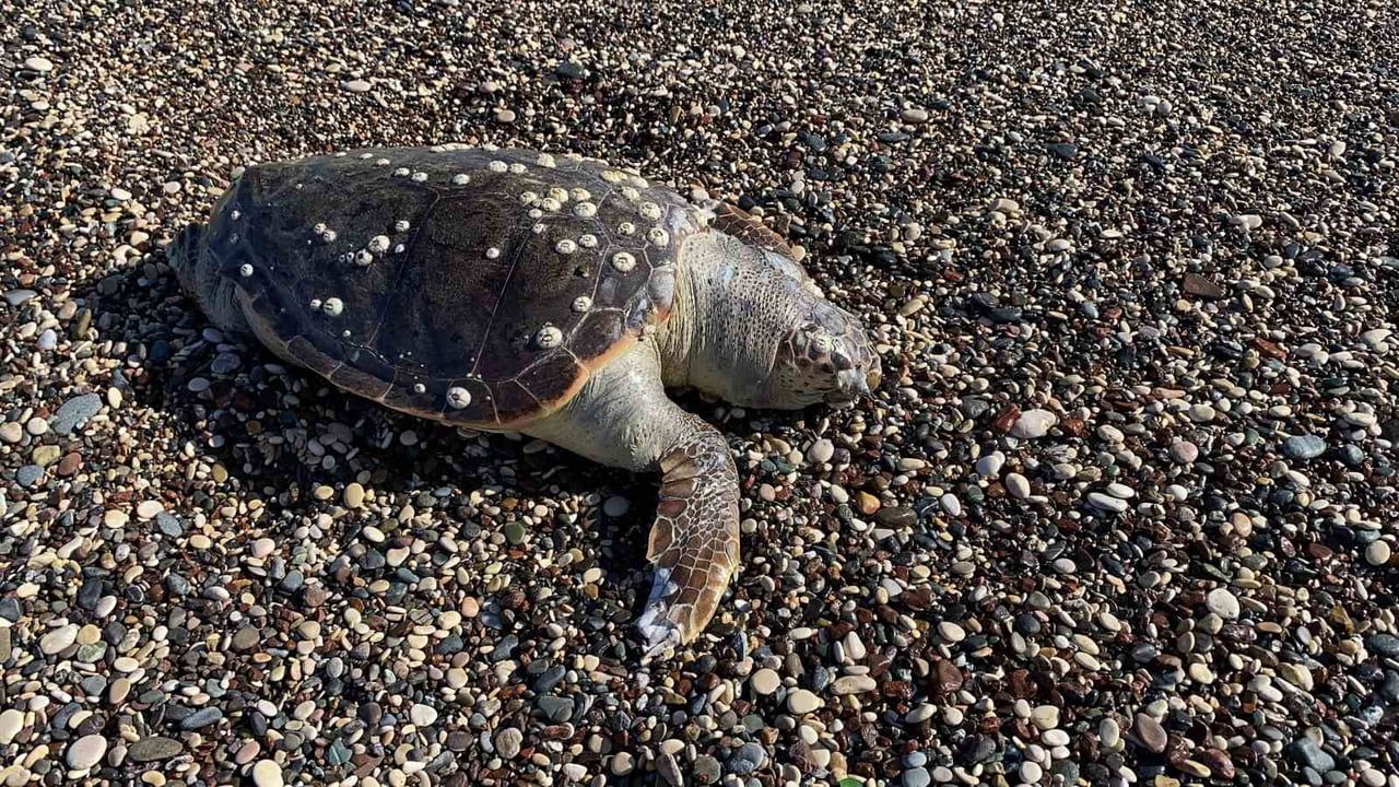 Erdemli'de iki caretta caretta ölü bulundu: Limonlu ve ilçe limanı kıyılarında