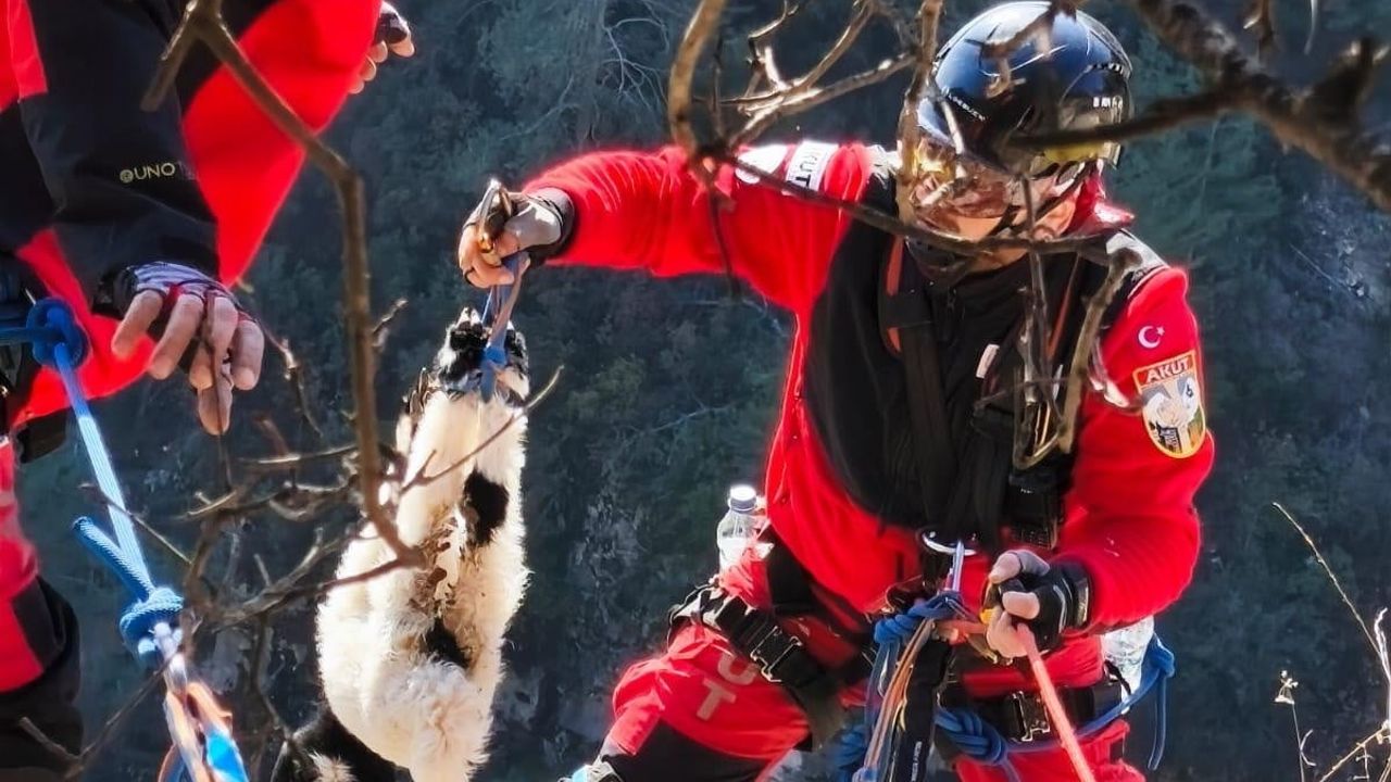 Erdemli'de uçurumdan düşen kuzu AKUT tarafından kurtarılarak sahibine teslim edildi
