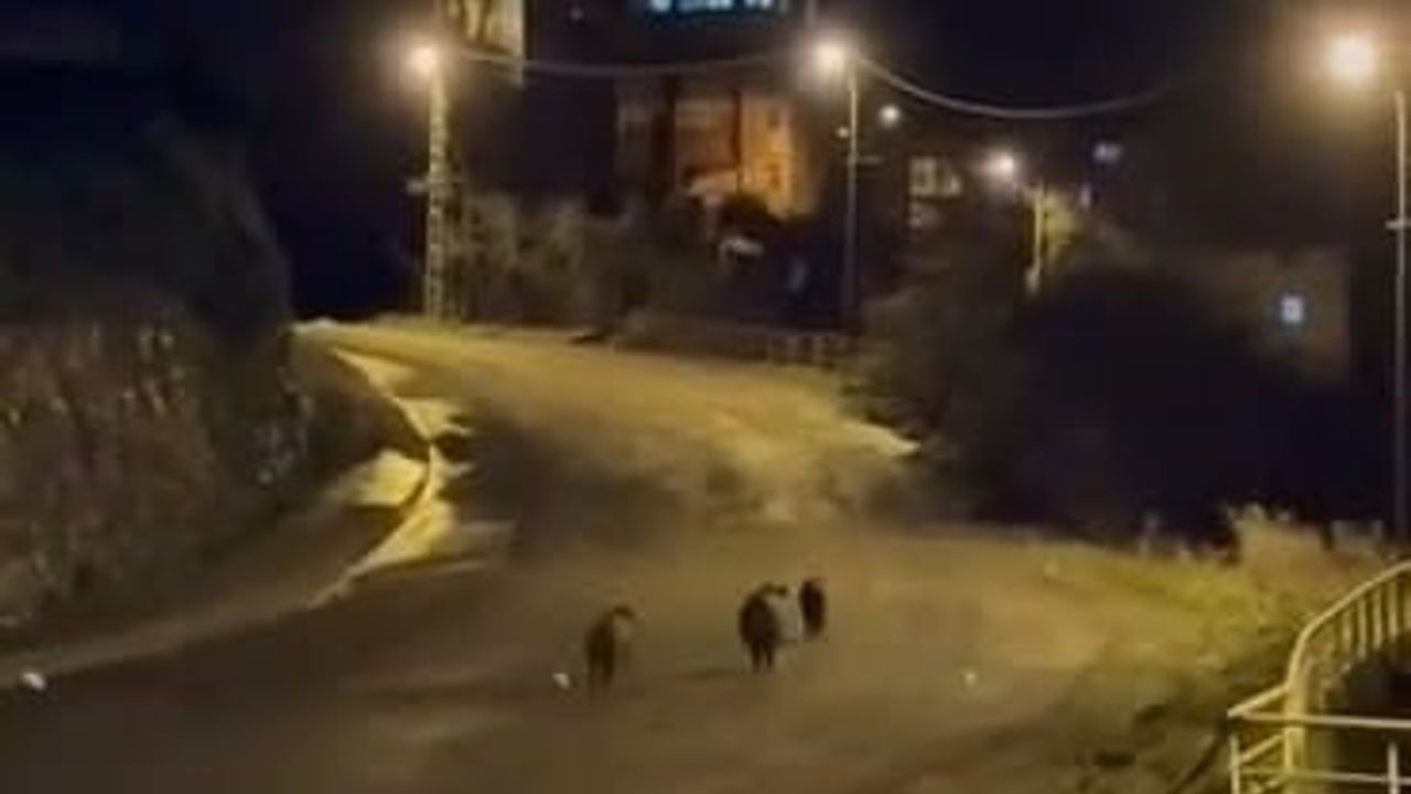 Ereğli Bağlık Mahallesi'nde 3 Yaban Domuzu Sokaklara İndi