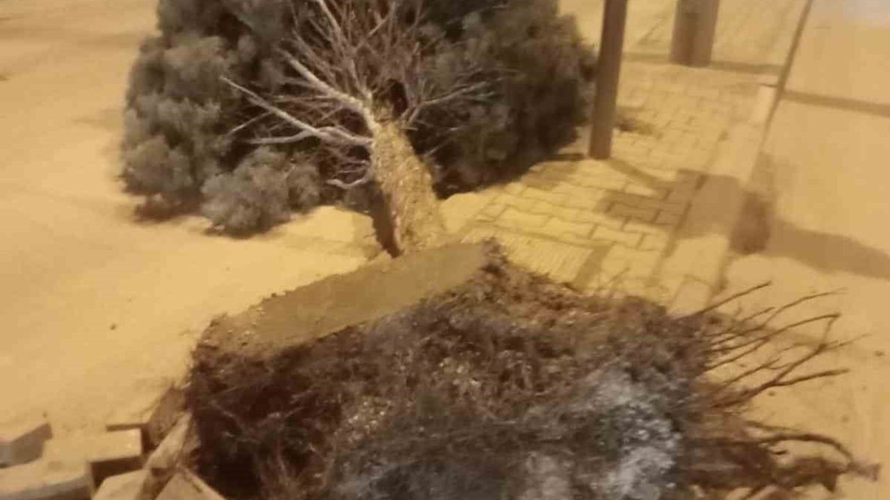 Ereğli'de şiddetli rüzgar: Ağaçlar ve reklam tabelaları devrildi, bazı çatıları uçurdu