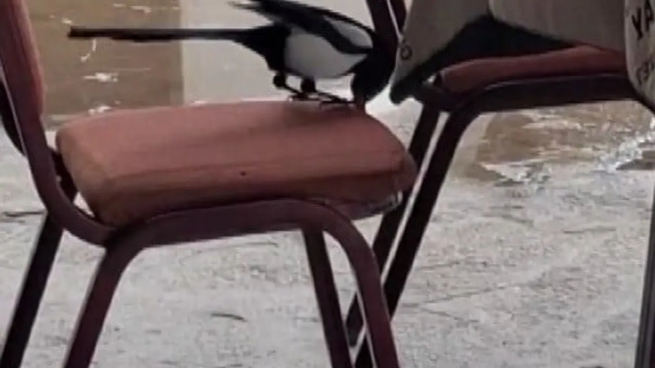 Erzincan Çağlayan'da saksağan, köpek mamasını kahve sandalyelerine saklayarak ilgi çekti