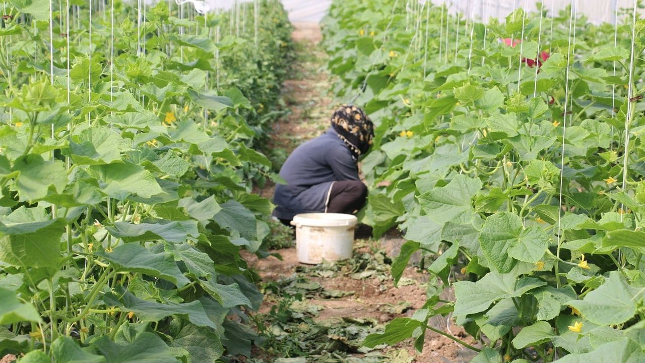 Erzincan'da 15 kadın çiftçiye yüzde 50 hibeli anahtar teslim sera desteği