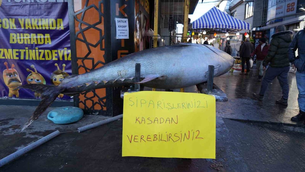 Erzincan'da Atlantik Okyanusu kaynaklı 3 metre uzunluğunda orkinos tezgâhta; kilo 500 TL