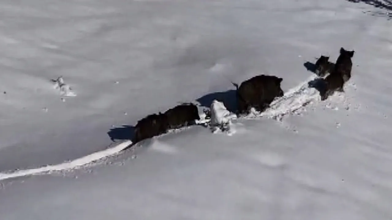 Erzincan'da Karla Kaplı Arazide Yaban Domuzu Sürüsü Drone ile Görüntülendi