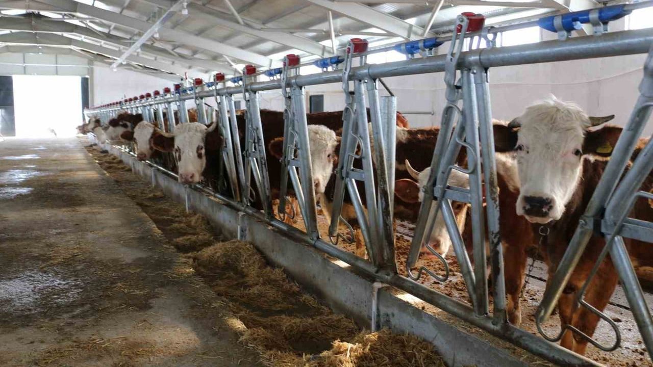 Erzincan’da KKYDP ile kurulan 65 büyükbaş kapasiteli tesis üretime başladı