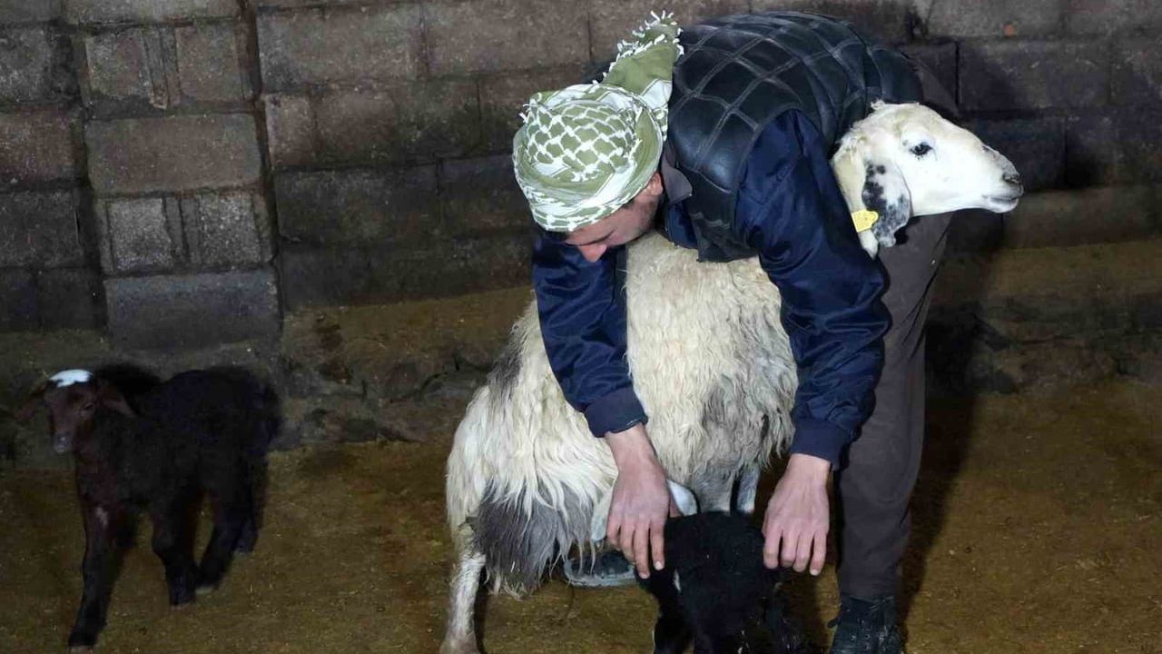 Erzincan'da kuzulama başladı: 2026'nın ilk kuzuları doğdu, besiciler yoğun bakımda