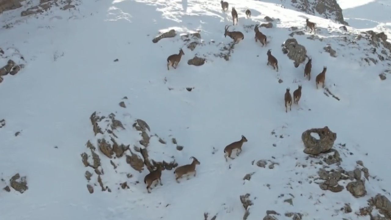 Erzincan'da Munzur Dağları'nda Drone ile Görüntülenen Dağ Keçileri