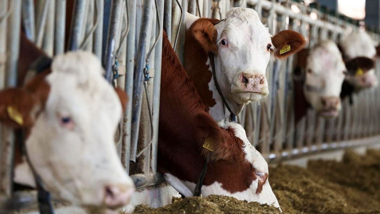 Erzincan'da süt üretiminde kalite ve gelir artışı için soğuk zincir güçlendiriliyor