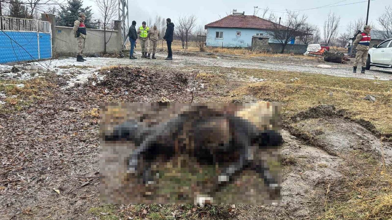Erzincan Güllüce'de at ve eşek tüfekle öldürüldü; jandarma inceleme başlattı