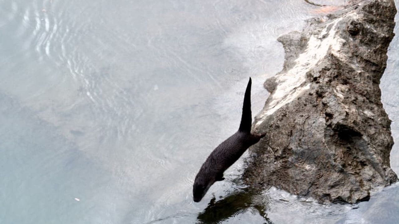 Erzincan Kemaliye'de Fırat Nehri'nde 4 su samuru görüntülendi