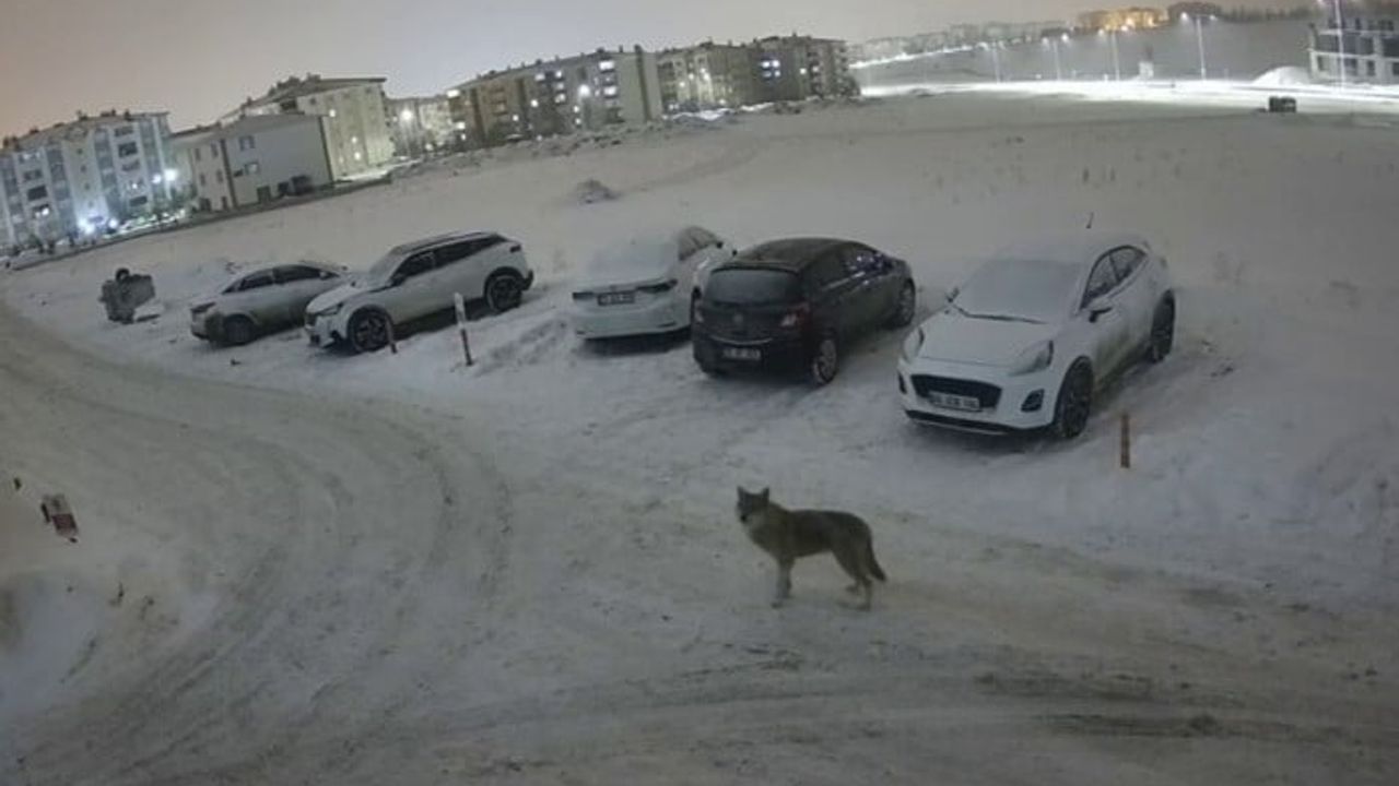 Erzurum Palandöken Yıldızkent'te güvenlik kamerasına yansıyan kurt, çevre halkını tedirgin etti