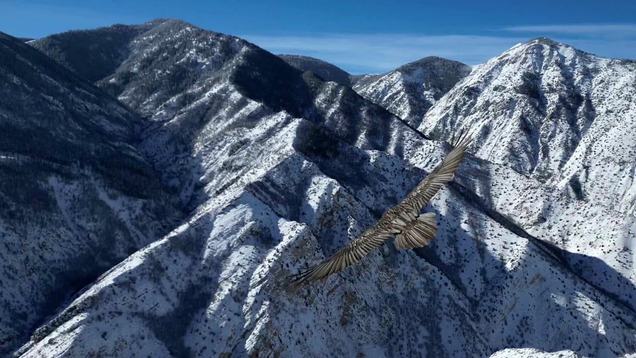 Erzurum Uzundere'de 1700 rakımda sakallı akbaba dronla görüntülendi