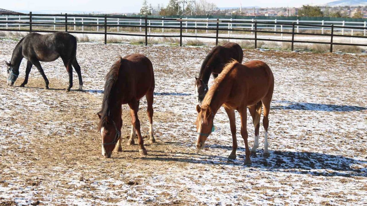 Eskişehir'de At Yetiştiriciliği: Yenel Kaya Kış Bakımının Zorluklarını Anlattı