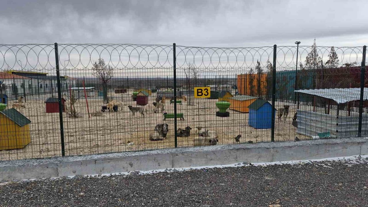 Eskişehir'de barınakta aç kaldığı ileri sürülen köpekler iddiası: Belediye soruşturma başlattı
