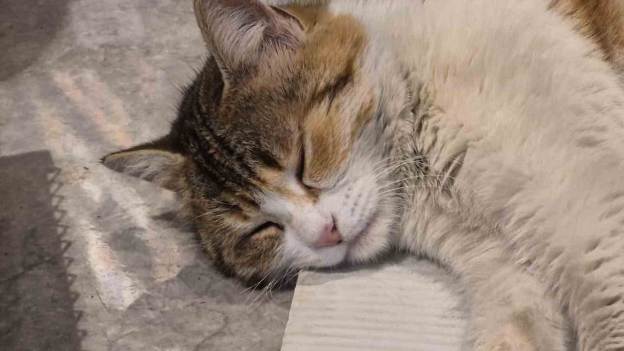 Eskişehir'de Sokak Kedisi Bakkalda Elektrikli Isıtıcının Karşısında Uyudu