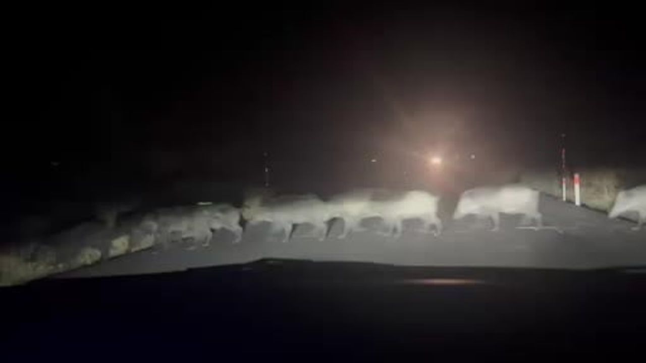 Eskişehir'de yaban domuzu sürüsünün yol geçişi amatör kamerada