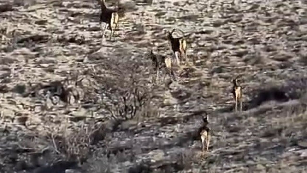 Eskişehir Mihalıççık'ta 8 geyik Sarıyer Baraj göleti yakınında görüntülendi
