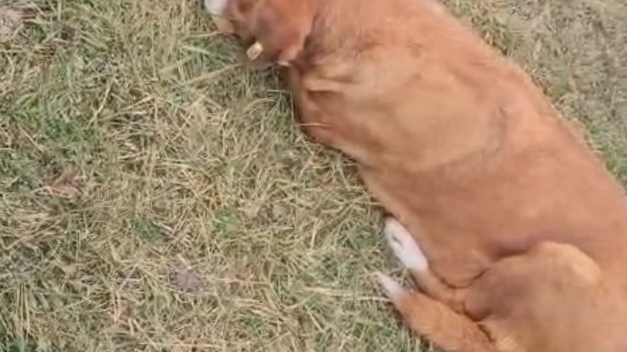 Eskişehir Millet Bahçesi'nde belediye personeli ile hayvansever arasında köpek tartışması