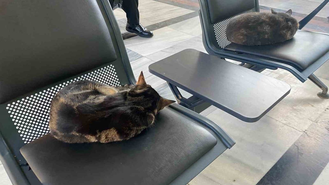 Eskişehir Tren Garında Soğuktan Sığınan Sokak Kedileri Yolcuların İlgi Odağı Oldu