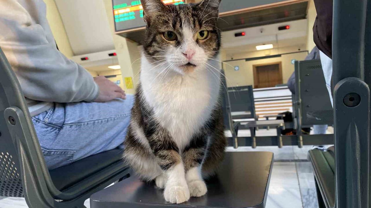 Eskişehir Tren İstasyonu'nda 'mahsur' numarası yapan kedi yine dikkat çekti