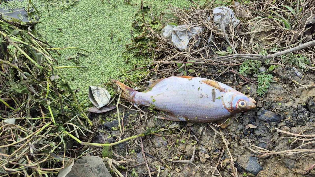 Eyüpsultan Pirinççi Mahallesi göletinde yosun patlaması: Çok sayıda balık telef oldu