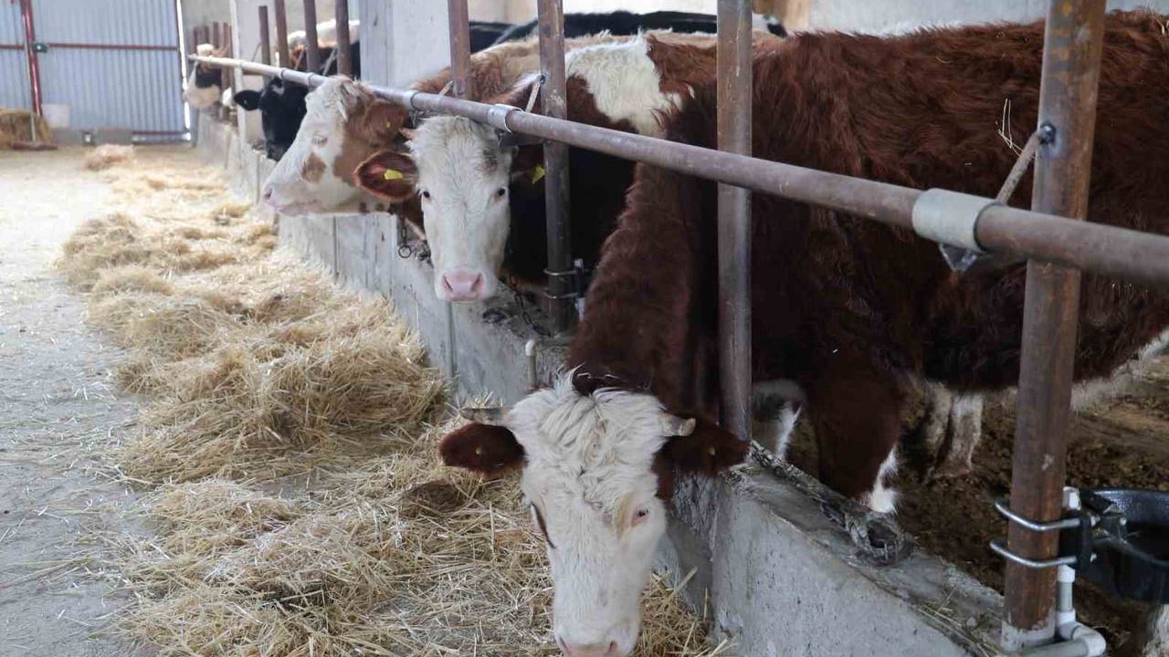 Feke Mansurlu'da kurt saldırıları hayvancılığı tehdit ediyor