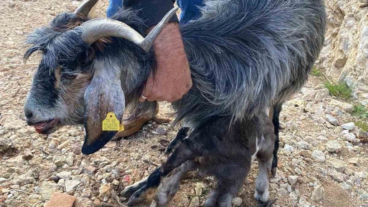 Fethiye'de kayalıklarda mahsur kalan keçi, MAG ekiplerince yaralı kurtarıldı