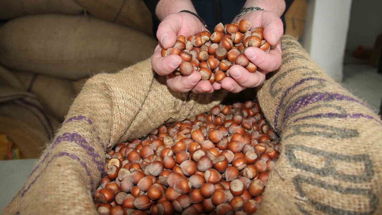 Fındık fiyatları durağan: Yeni yılda 275 TL'ye sabitlendi