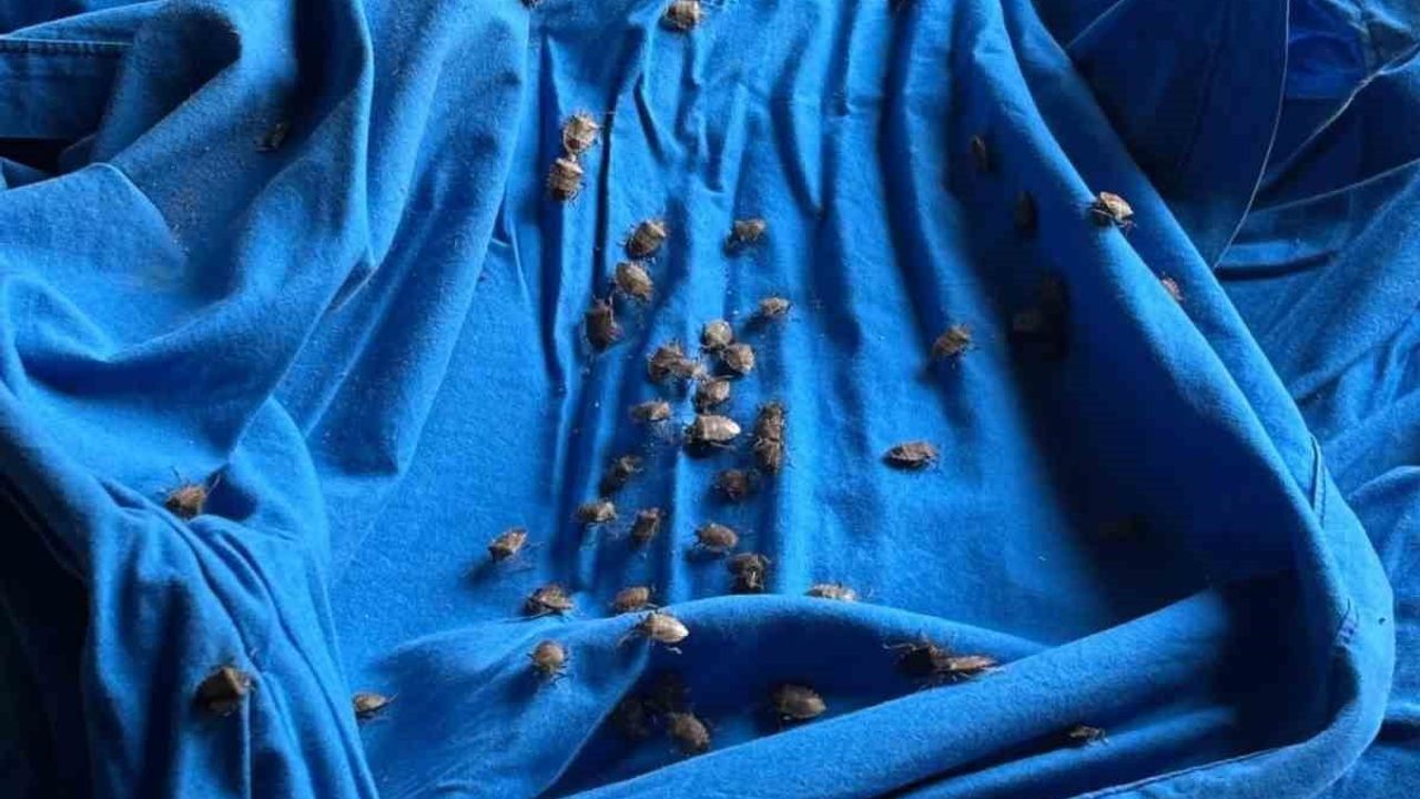 Fındıkta biyolojik mücadele: kahverengi kokarca toplanıp samuray arısı üretiliyor