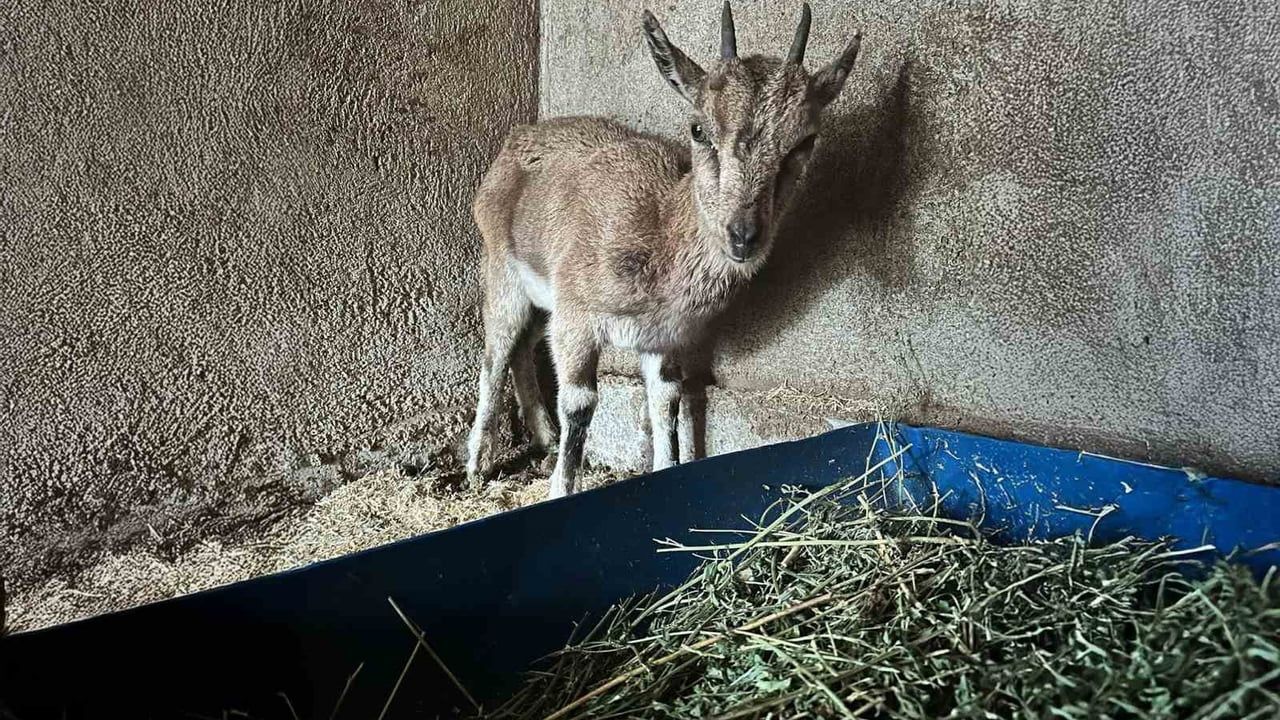 Finike'de Bitkin Halde Bulunan Yaban Keçisi Tedavi Altına Alındı