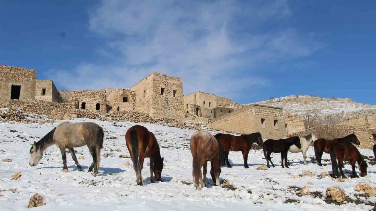 Gabar Dağı Mağara Köyünde Yılkı Atları Fotoğrafçıların Gözdesi