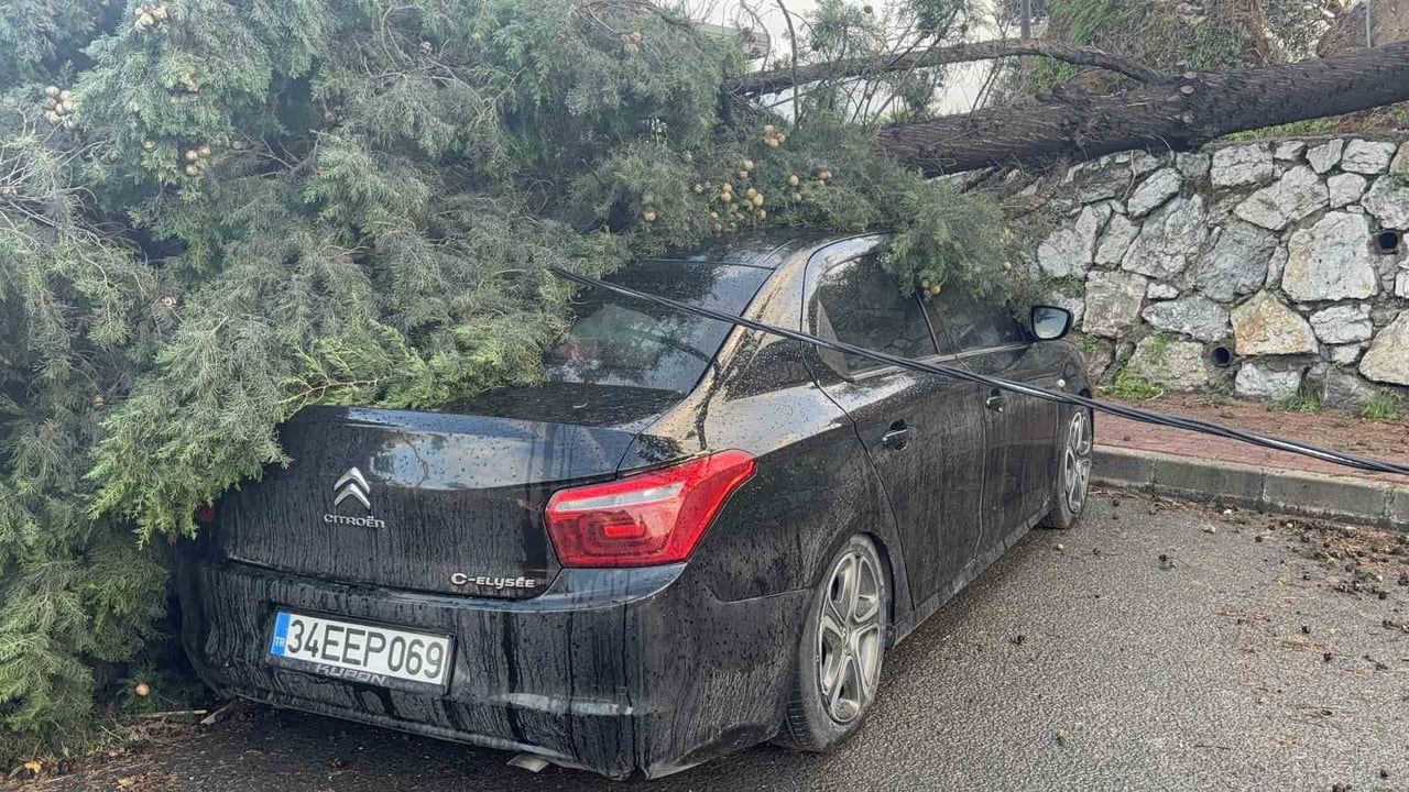 Gebze'de fırtına bir ağacı devirdi; Eskihisar Caddesi'nde iki otomobile hasar