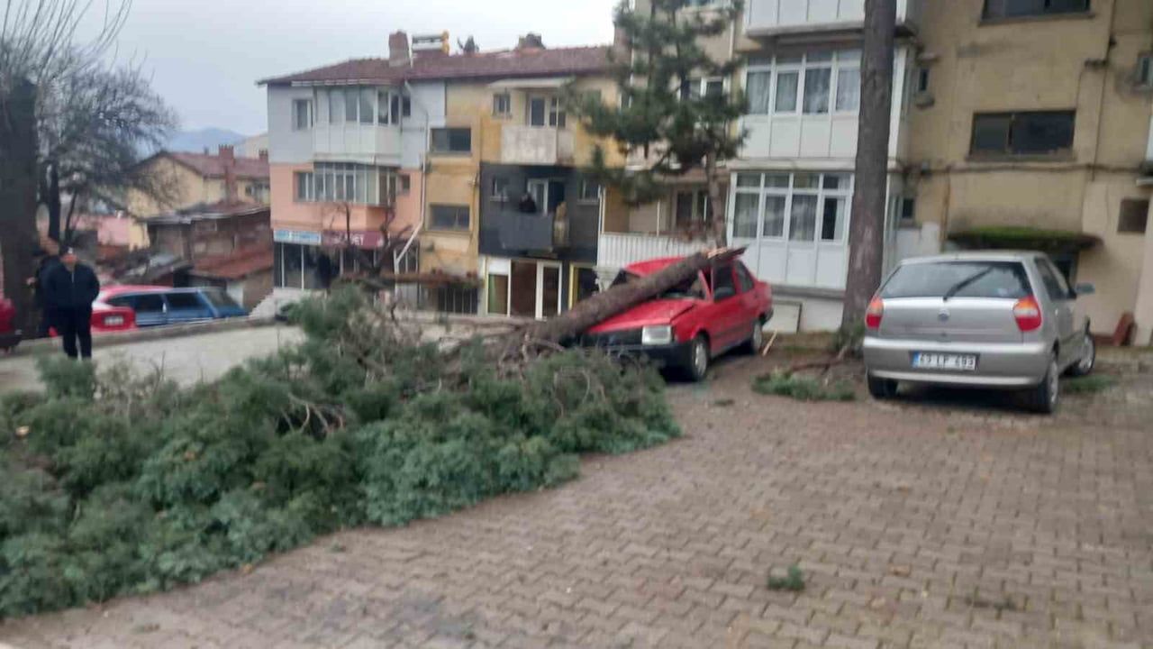 Gediz’de Şiddetli Rüzgar Ağaçları Devirdi, Binalarda Hasar Oluştu