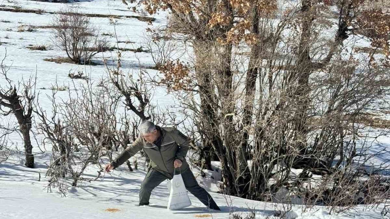Gercüş Orman İşletme Müdürlüğü, yoğun kar altında yaban hayvanlarına yem bıraktı