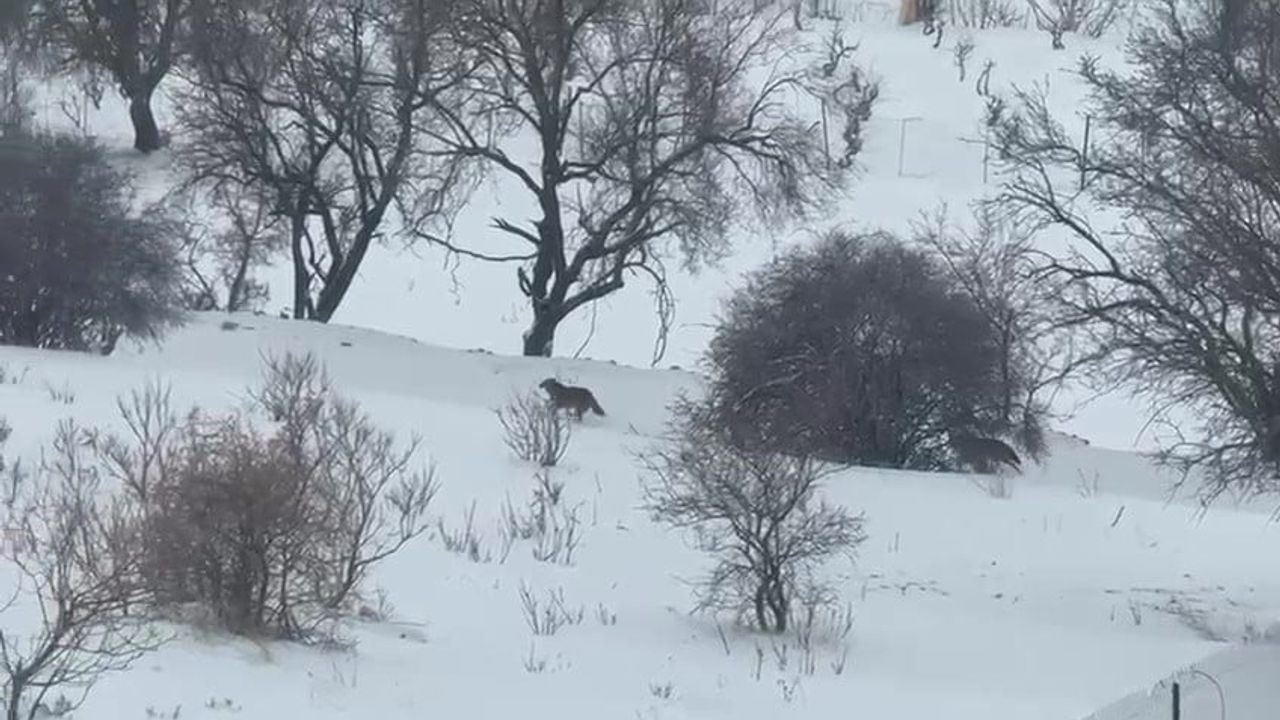 Gercüş’te iki kurt yerleşim alanına indi; vatandaş kaydetti