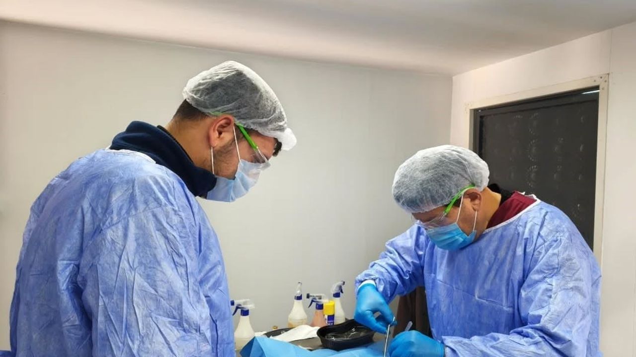 Germencik Belediyesi 2026'de 35 Sokak Hayvanını Kısırlaştırdı