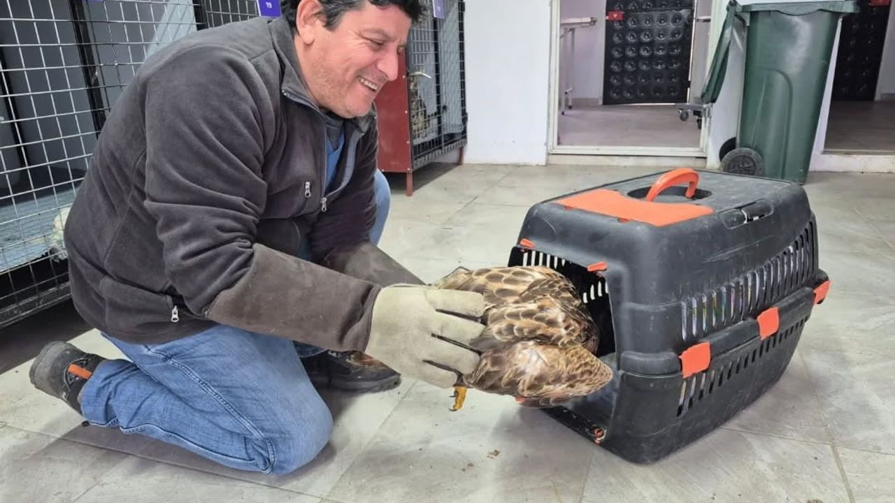 Germencik Belediyesi'nin WhatsApp İhbar Hattı Yaralı Şahini Doğaya Kazandırdı