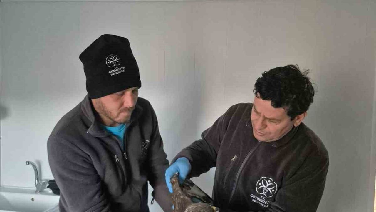 Germencik Belediyesi Yaralı Şahini Tedavi Edip Doğal Yaşama Kavuşturdu