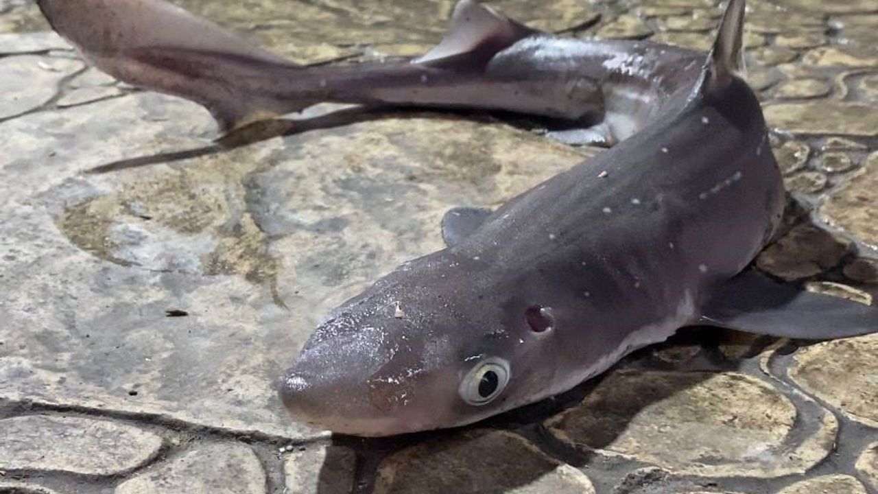 Giresun'da camgöz köpekbalıkları amatör oltalara takılmaya başladı