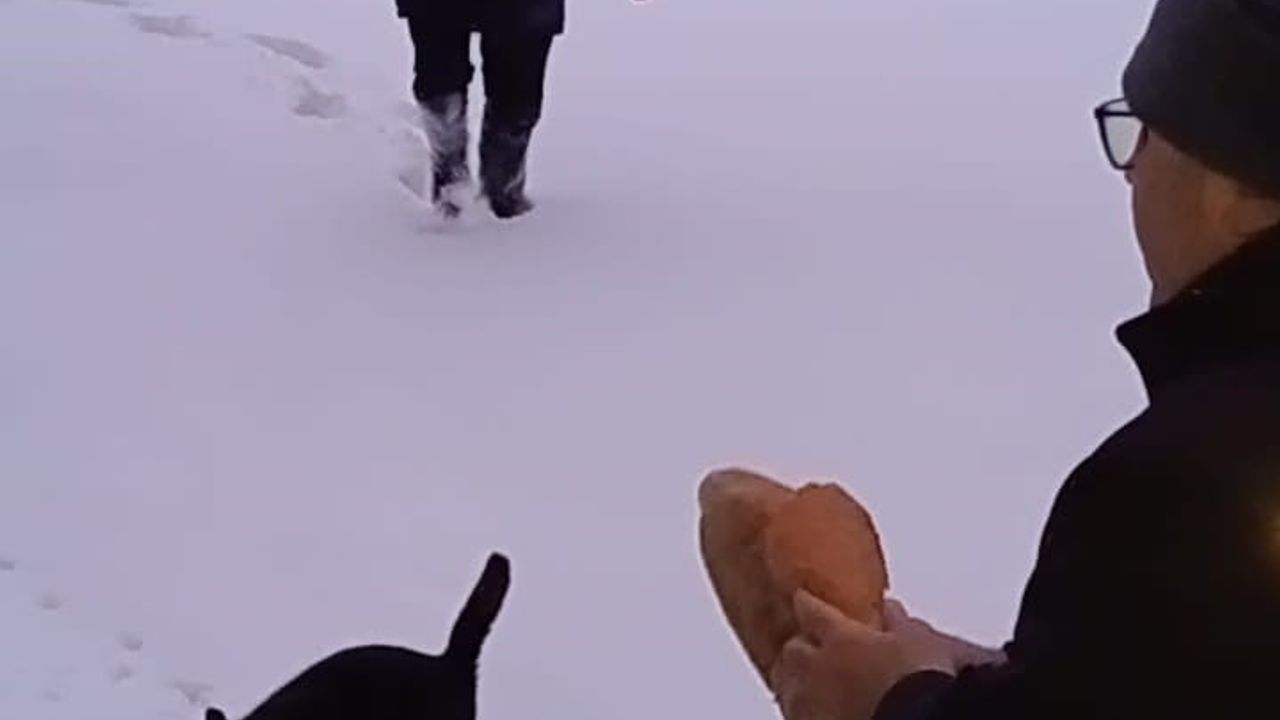 Giresun'da yoğun kar sonrası yaylalarda sahipsiz hayvanlara belediye desteği