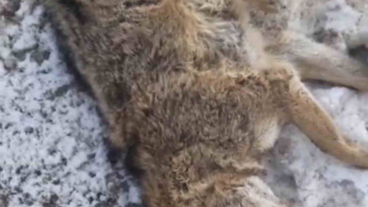 Gölbaşı Çelik Rampası'nda yola çıkan kurt araç çarpması sonucu telef oldu