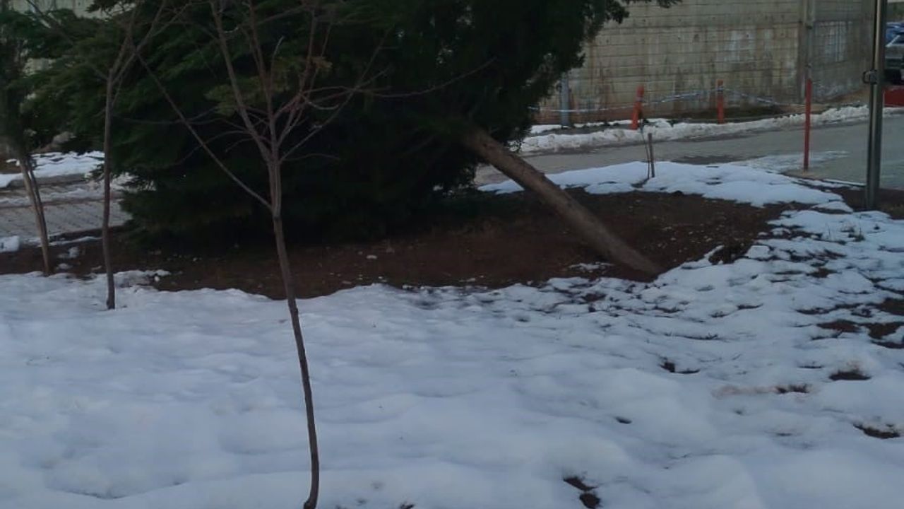 Gölbaşı'nda Şiddetli Rüzgar Hastane Bahçesindeki Çamı Devrdi
