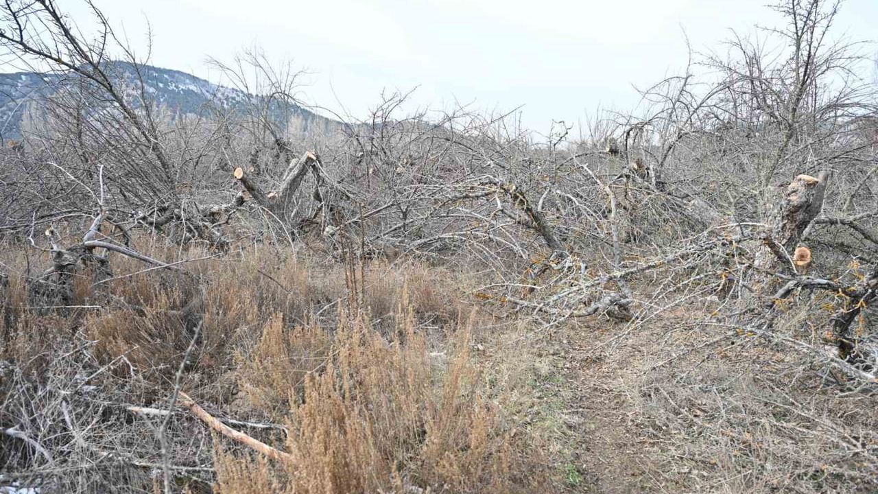 Gölcük Tabiat Parkı’ndaki 400 dekarlık elma bahçeleri belediye tarafından yeniden üretime kazandırılıyor