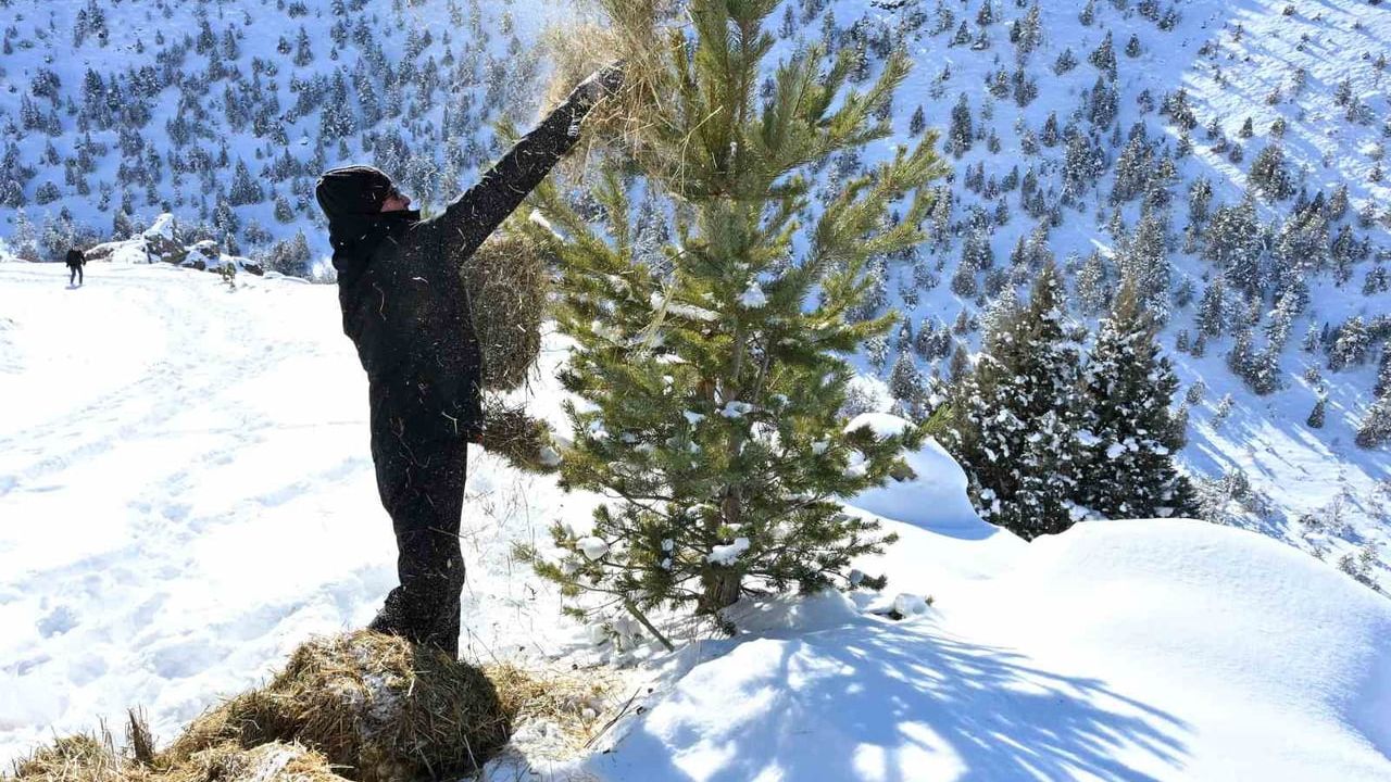 Gümüşhane’de kar sonrası yem seferberliği: Yaban hayvanlarına ot ve buğday bırakıldı