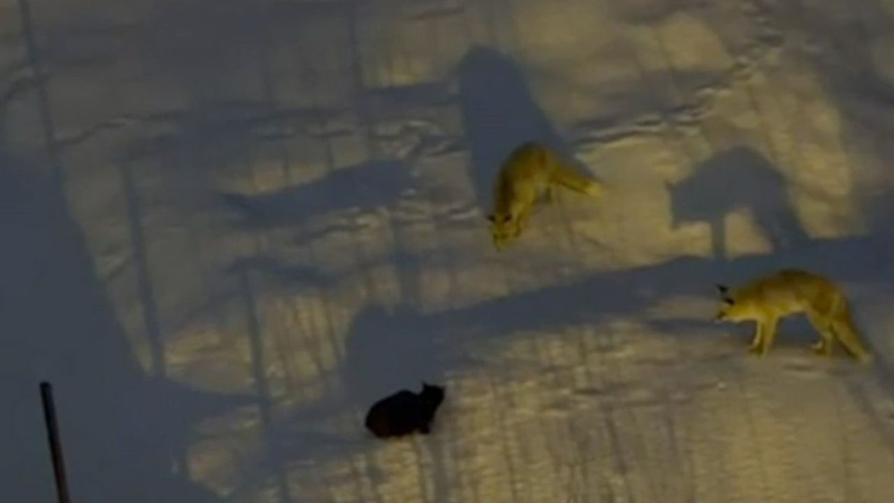 Hakkari'de iki tilki ile bir kedinin mezarlıkta mücadelesi cep telefonu kamerasına yansıdı