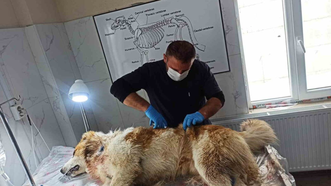 Hakkari'de kurdun saldırısına uğrayan çoban köpeği tedavi altına alındı