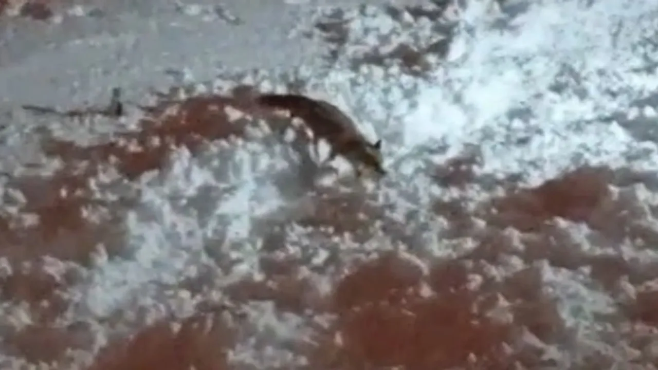 Hakkari’de Yoğun Kar ve Dondurucu Soğuk Tilkileri Şehre İndirdi