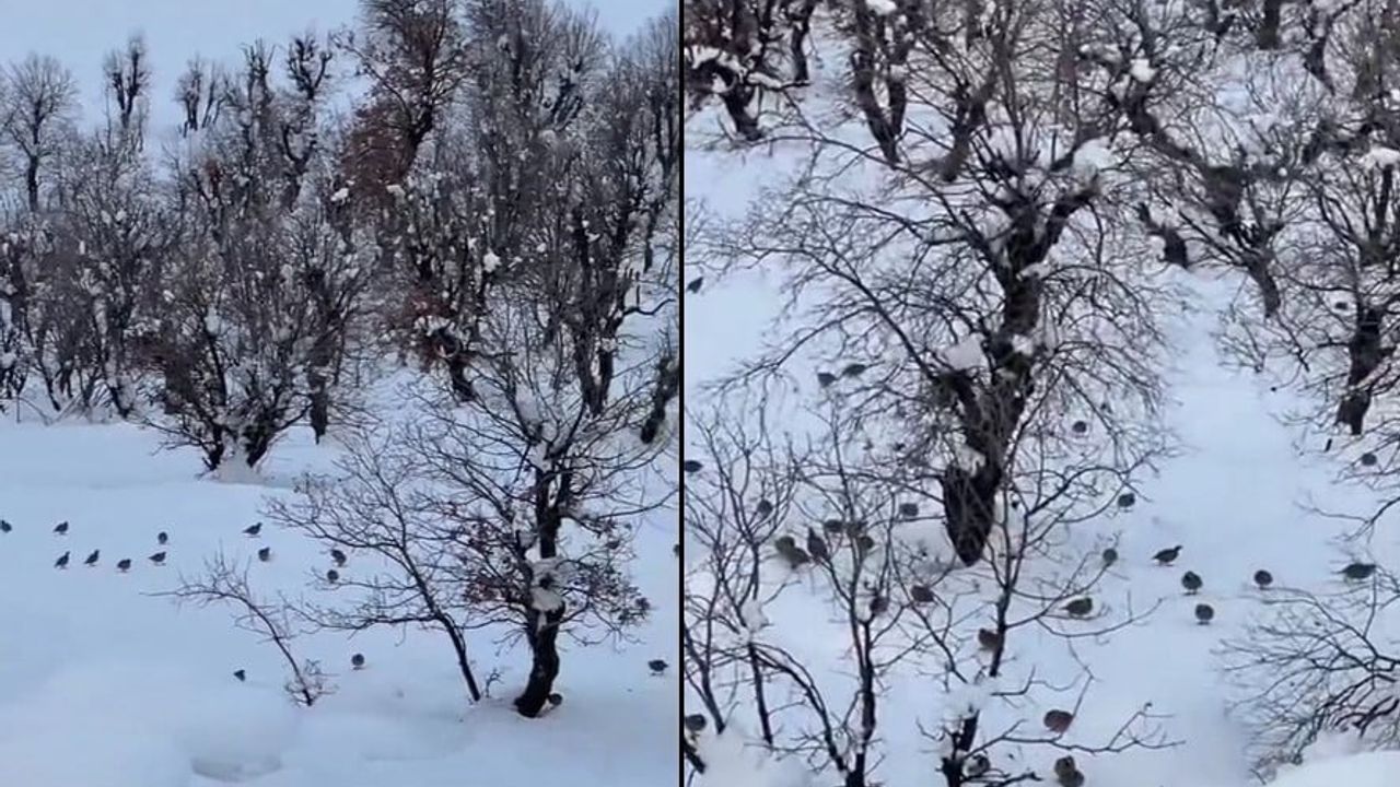 Hakkâri Geçitli Köyünde Yoğun Kar Nedeniyle Keklikler Yerleşim Alanlarına İndi